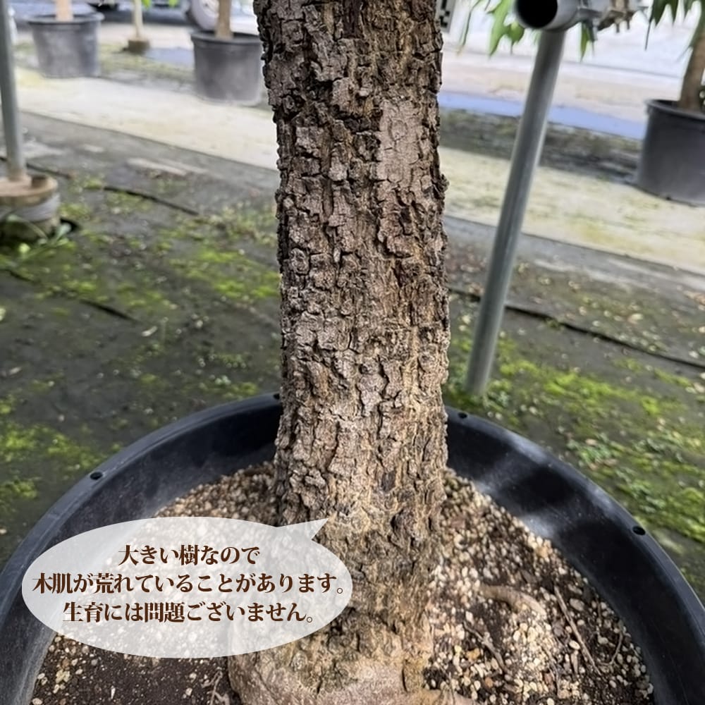 楽天市場】マンゴーの木 【玉文】 極太超特大苗 【大型宅配便】 北海道