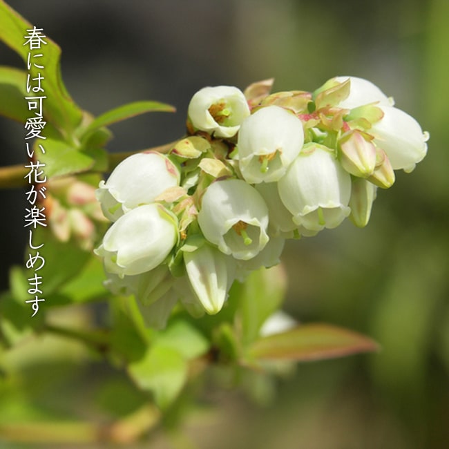 楽天市場】【ブリジッタ】 ノーザンハイブッシュ系 2年生挿木苗