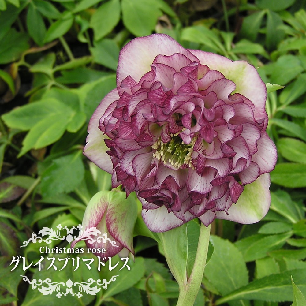 楽天市場】楽天スーパーセール対象商品 【グレイスプリマドレス