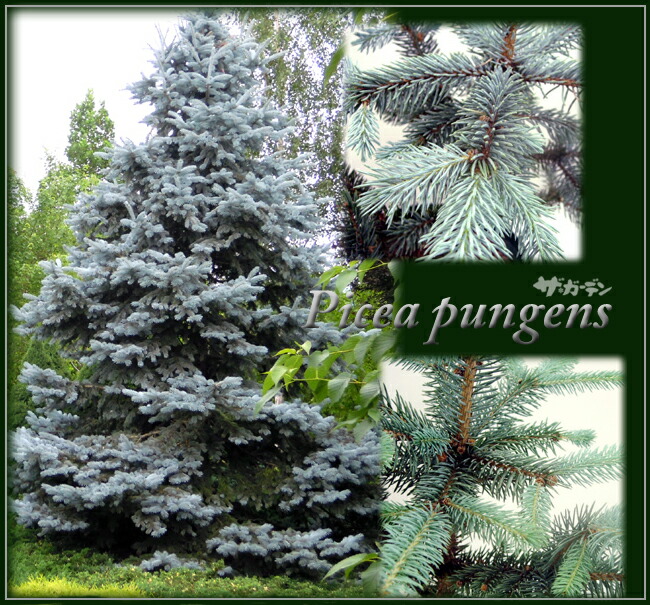 楽天市場】☆良品庭木□【送料無料】スローグローイングコニファー