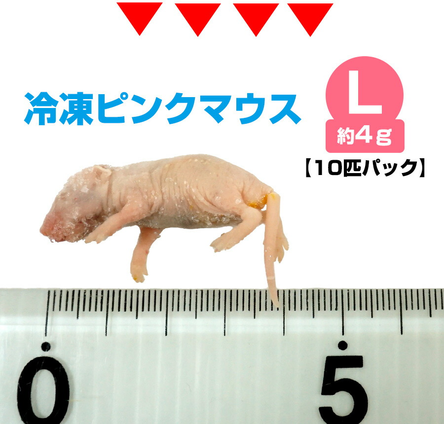 冷凍】 冷凍ピンクマウス Lサイズ（約4g）10匹パック（T2）【クール便