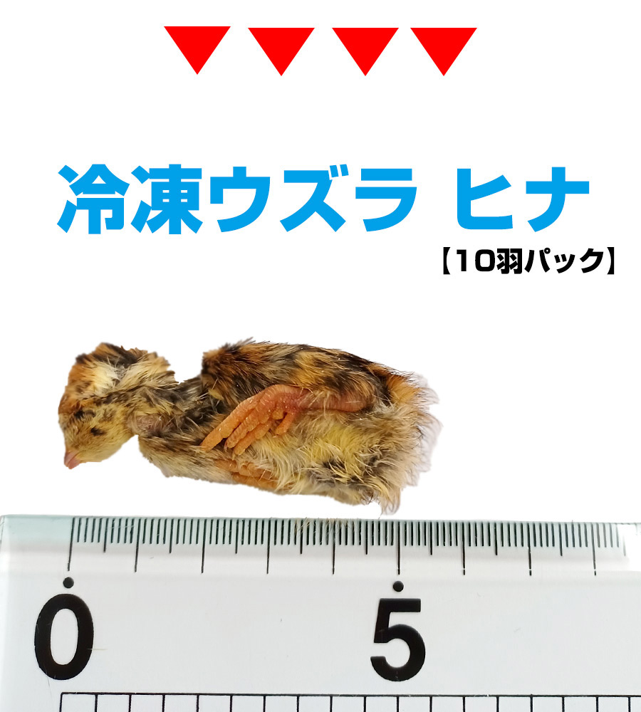 楽天市場】【冷凍】冷凍ウズラ ヒナ 10羽パック（T2）【クール便発送
