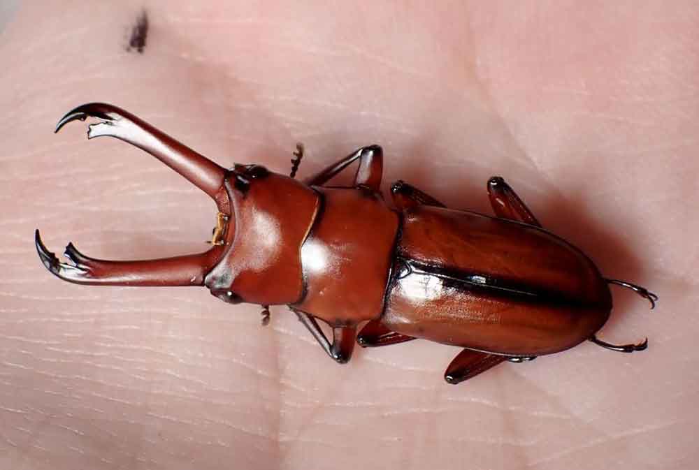 エレガンスクワガタ原名亜種 | しんちゃんのクワガタ日記 - 楽天ブログ