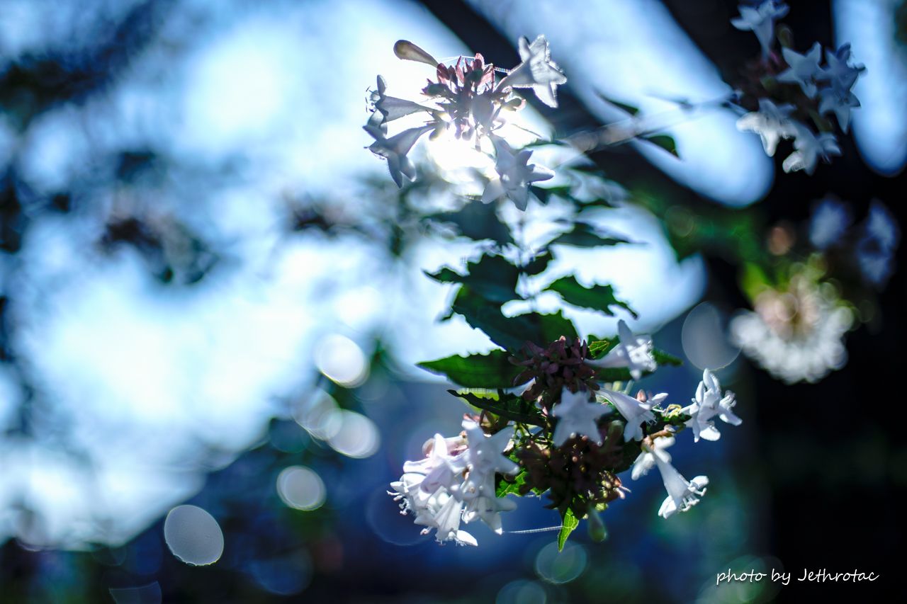 Nikkor-O・C Auto 35mm F2」α7IIIでわかった『味』の正体 | ♡ With