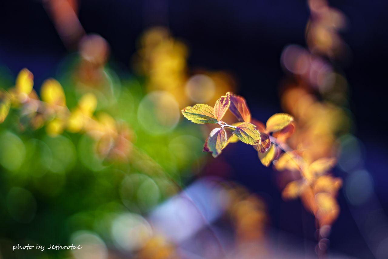 虹のサークル・ゴースト：Super-Takumar | ♡ With My Cobby - 楽天ブログ