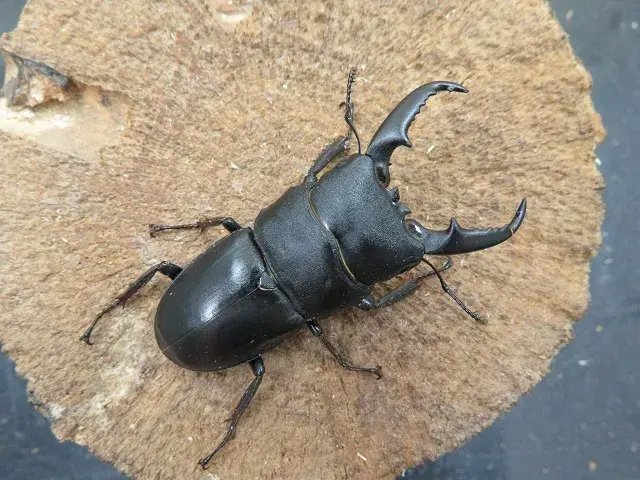 天然本土ヒラタクワガタ（宮崎県産）55ミリペア販売/クワガタ工房 虫吉