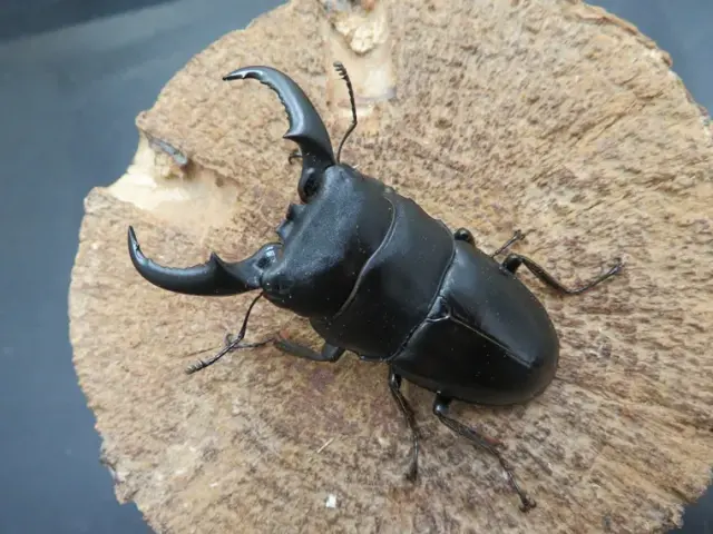 オキナワヒラタクワガタ（久米島産）62ミリ販売/クワガタ工房 虫吉