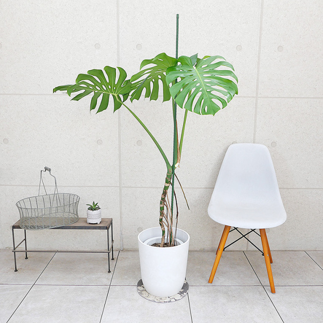 モンステラ・デリシオーサ 幹上がり 8号鉢 観葉植物と植木鉢の専門店