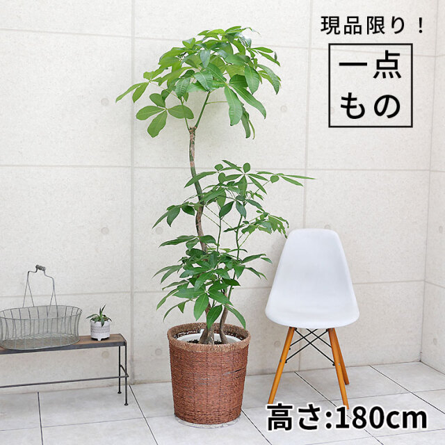 パキラ・ブランチ-022 10号鉢 観葉植物と植木鉢の専門店cocolate