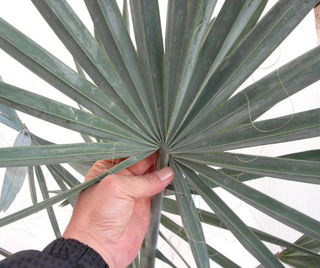 シルバーリーフ超レア ビスマルキアヤシ観葉植物の種類が豊富 通販