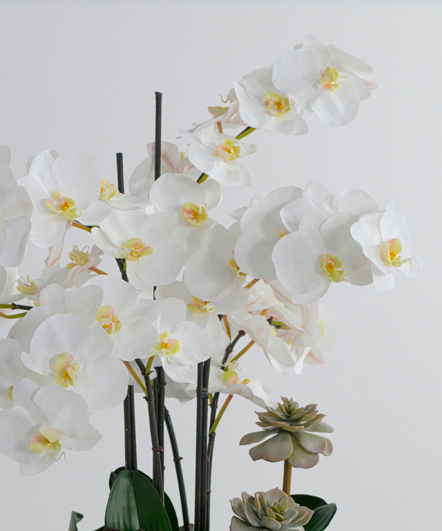 ファレノプシスボタニックXL 胡蝶蘭 高品質 ギフト プレゼント お祝い