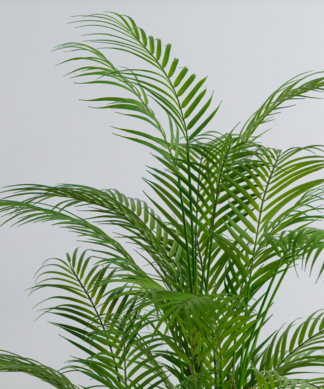 アーティフィシャルグリーン パーム 観葉植物 インテリア お祝い