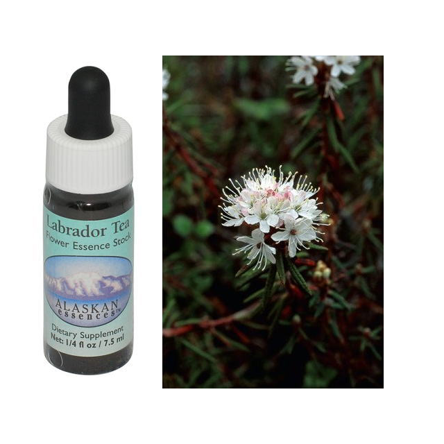 ラブラドールティー アラスカンエッセンス フラワーエッセンス 【ベル