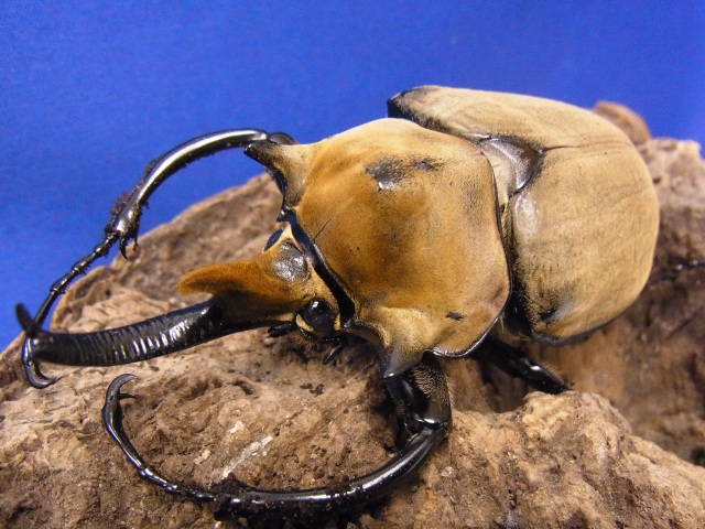 エレファスゾウカブト3令幼虫ペア 今ならカブト専用マット10L1袋付