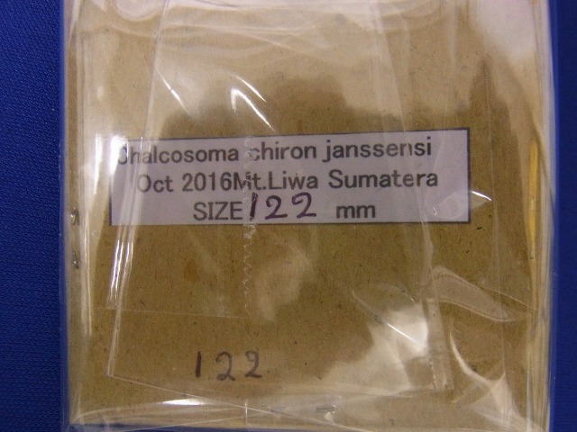 標本用）コーカサスオオカブト122ミリ その2