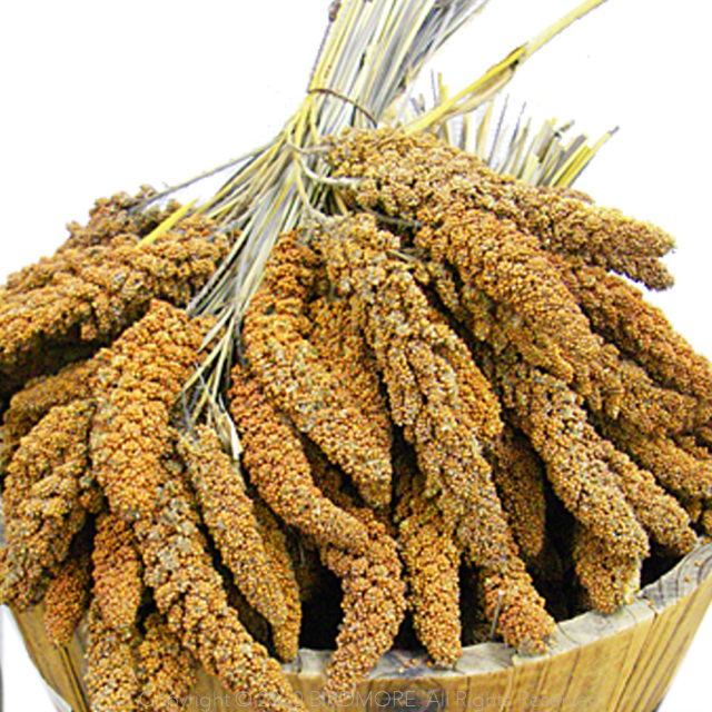 9997120【北海道産】殻付き松の実 30g 鳥専門店 BIRD MORE