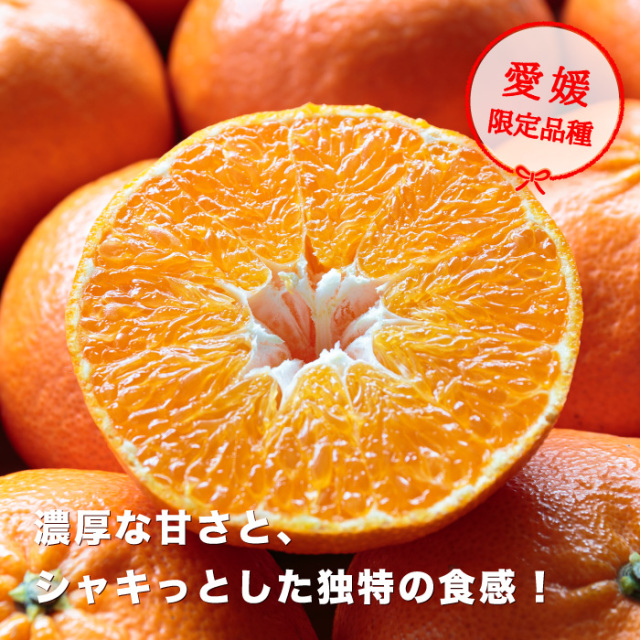 愛媛オリジナル品種の希少柑橘・甘平をお値打ち価格で販売中【訳あり3kg】