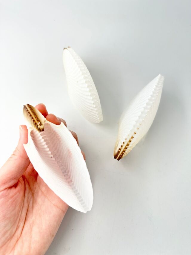 アオイガイ(国産）【11cm以下/1個】 - Not for overseas sale - 貝殻