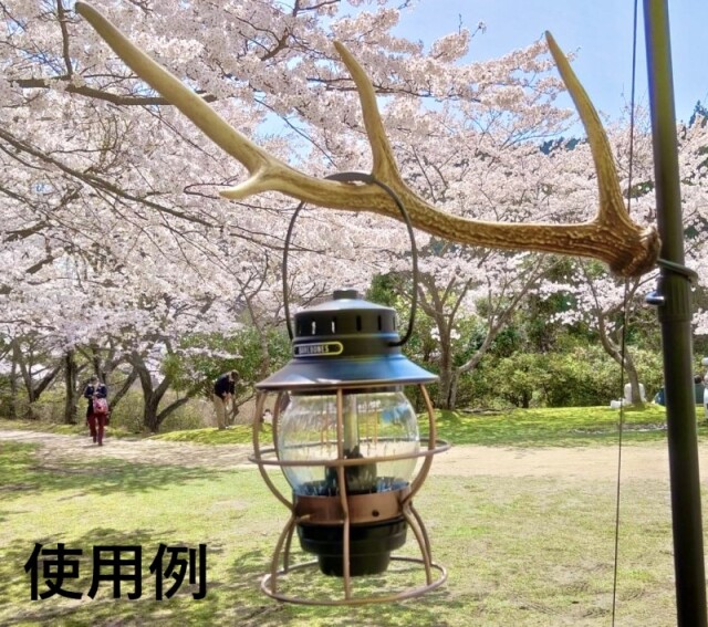 エゾジカの角【60cm以上-おまかせ発送-】鹿の角 En: - Not for