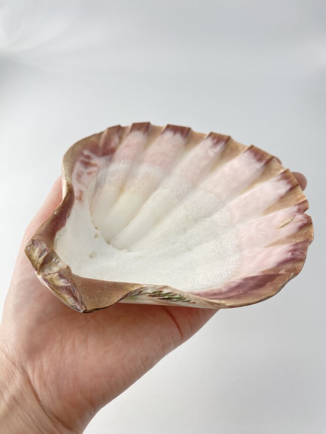 レェロピクテンサブノドソス ブラウン磨き-片面-(メキシコキンチャク