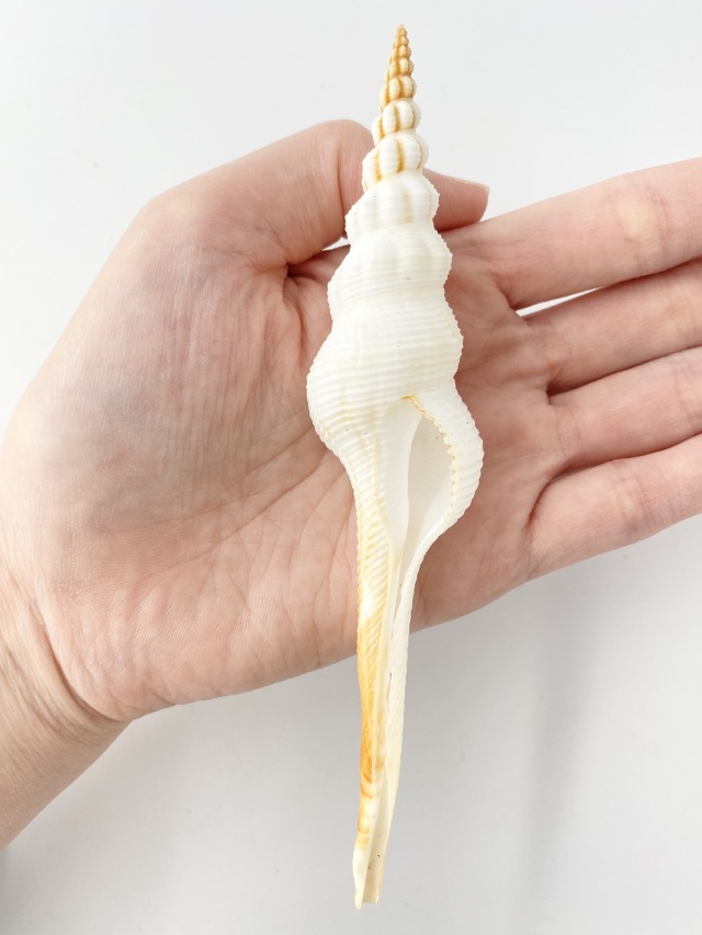 ホソニシ大【13cm以上/2本入】 En: Long-tailed Spindle (size:13cm up