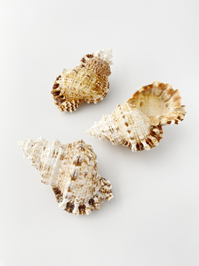 シワクチナルトボラ大【約7～8cm】 En: Tutufa rubeta (Size:7-8cm) 貝殻