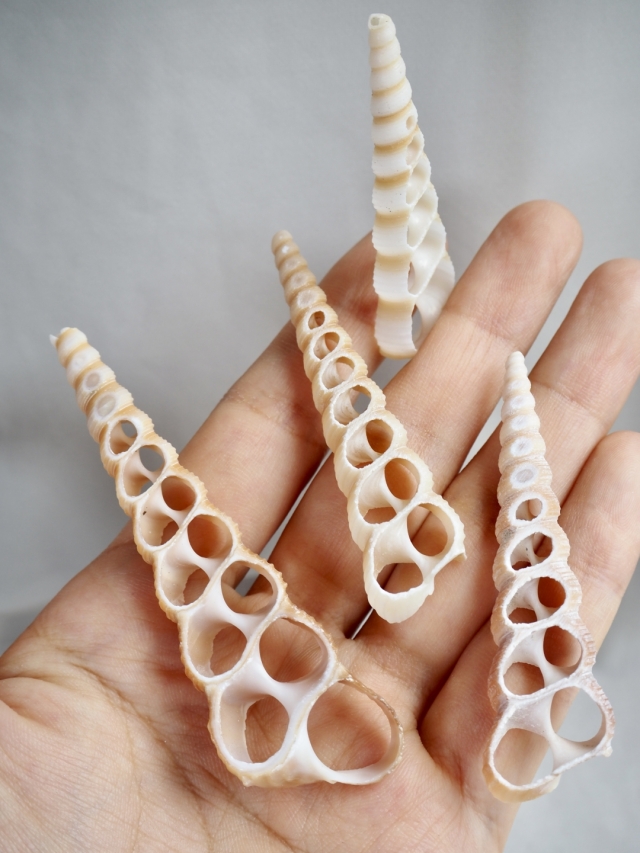 カットテレブラ（キリガイダマシ）【約6～9cm】[メール便可] En: Shell