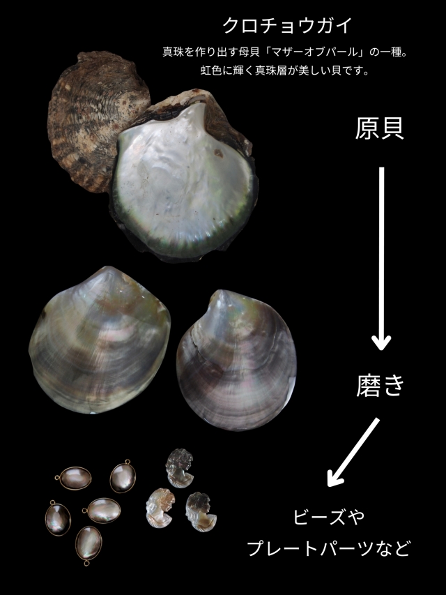 ブラックリップ#24【約0.5～0.8cm/1本約40cm】(クロチョウガイ)[メール