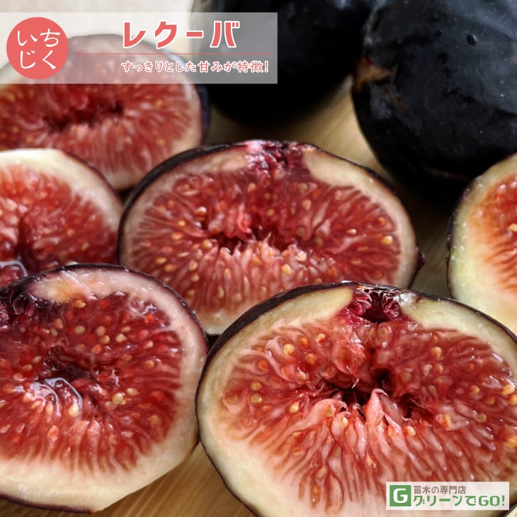 イチジク 苗 【レクーバ】 1年生 挿し木 ポット苗