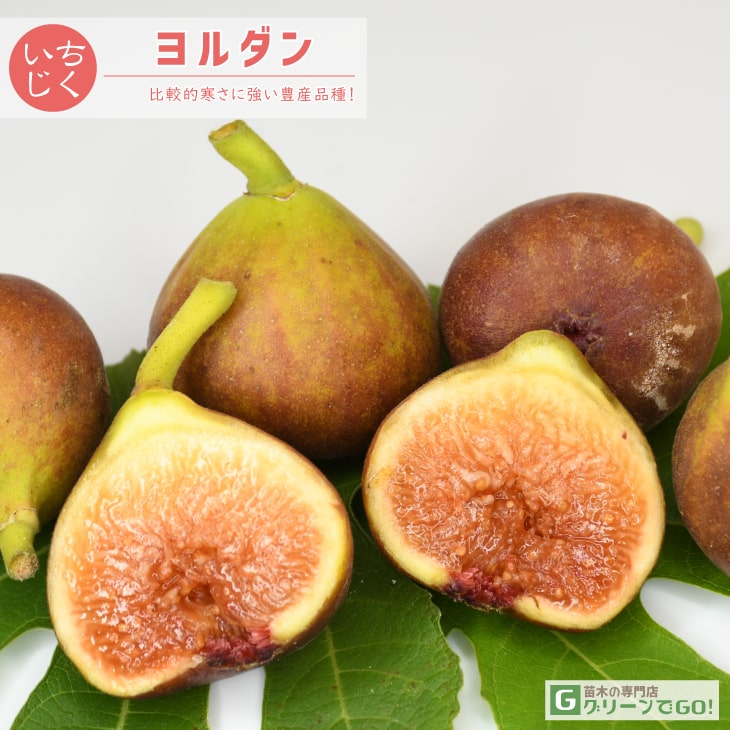 イチジク 苗 【ヨルダン】 2年生 挿し木 ポット苗