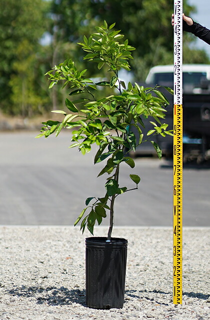 せとか 苗木 【せとか ［登録品種］】 3年生 接ぎ木 約1.0m 大苗