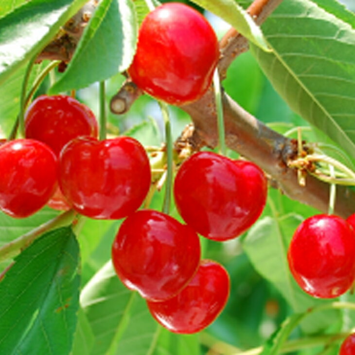 麗紅 3年生 苗木 登録品種 実つき！ 楽天市場】みかん 苗木 【麗紅