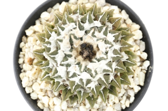 大疣黒牡丹 実生 A2687☆アリオカルプス サボテン☆「送料無料」浦部陽向園