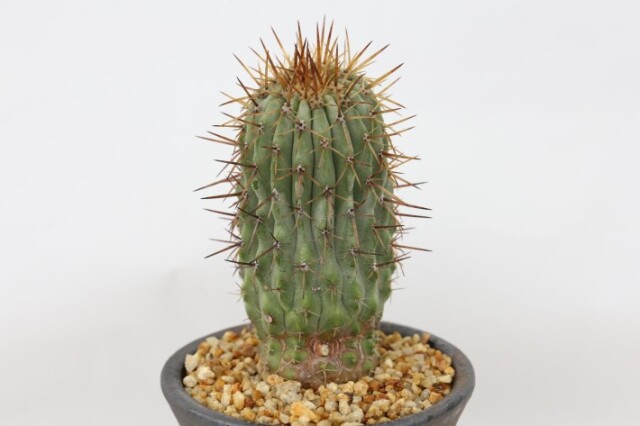 コルムナアルバ 実生 A3709☆コピアポア 弧竜丸 サボテン☆「送料無料