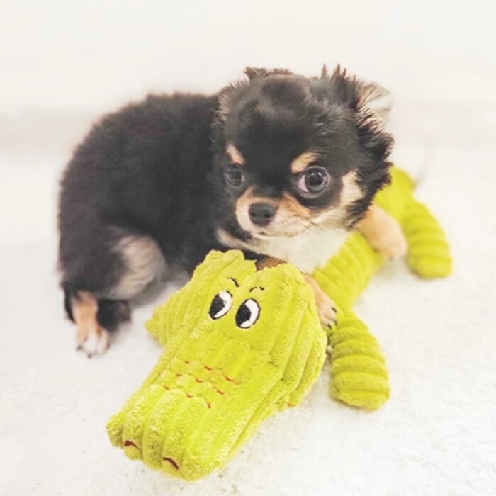 エムペッツ PLAYドッグトイ Pets-first ONLINESTORE