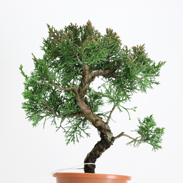 送料無料】紀州真柏 盆栽 極太幹 貴風盆栽 小品盆栽 中品盆栽 素材ミニ