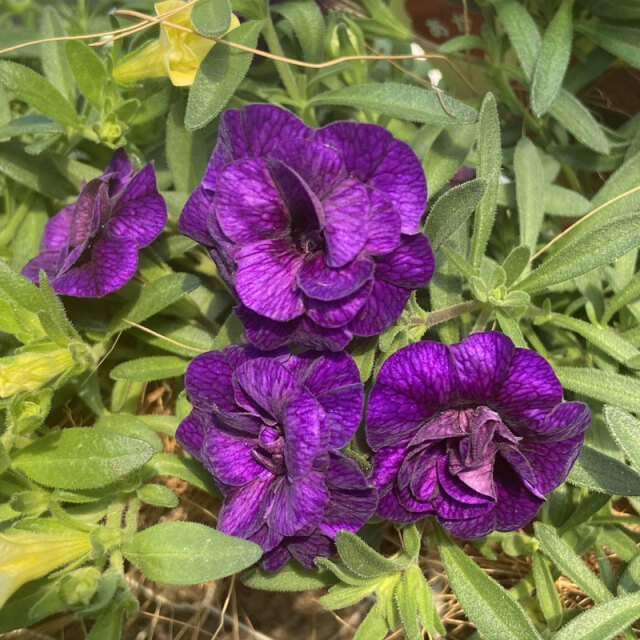 春色くれよん 八重咲きカリブラコア・むらさきの苗を販売【花育通販