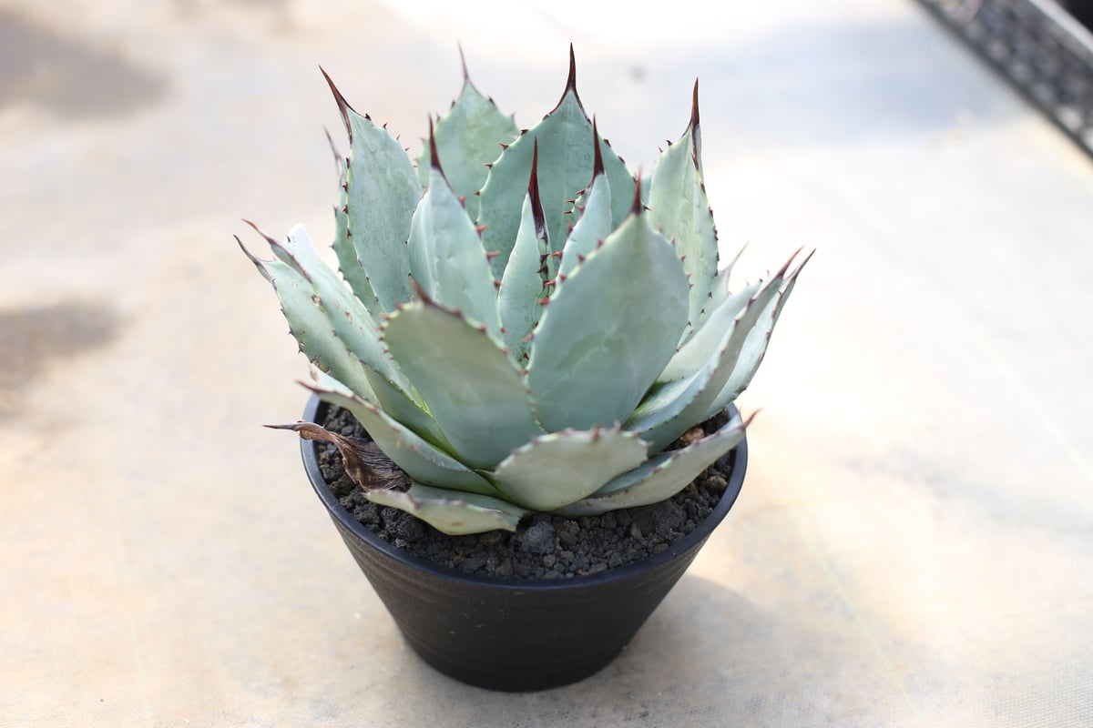 アガベ パリー ホーチエンシス | mana's farm:塊根植物・アガベ