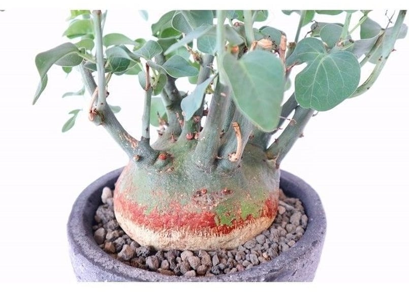 アデニア スピノーサ | mana's farm:塊根植物・アガベ・ドライガーデン