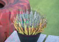 トリプルヘッドの超希少個体】ユッカ ロストラータ | mana's farm:塊根