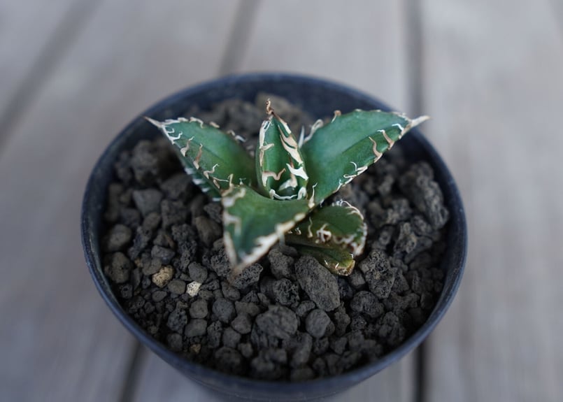 アガベ オテロイ オアハカ agave oteroi oaxaca | mana's farm