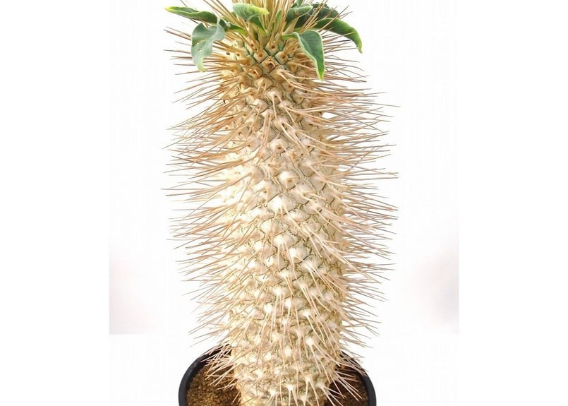 Pachypodium namaquanum パキポディウム ナマクアナム 光堂 | mana