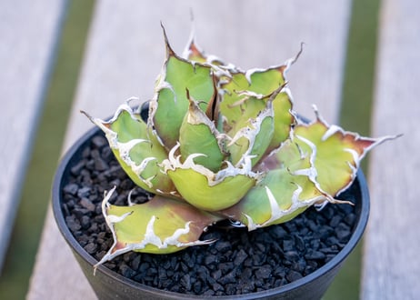 CATEGORY アガベ | mana's farm:塊根植物・アガベ・ドライガーデン植物