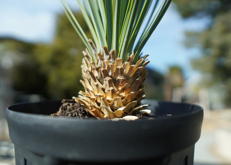 ユッカ ロストラータ No.4 | mana's farm:塊根植物・アガベ・ドライ