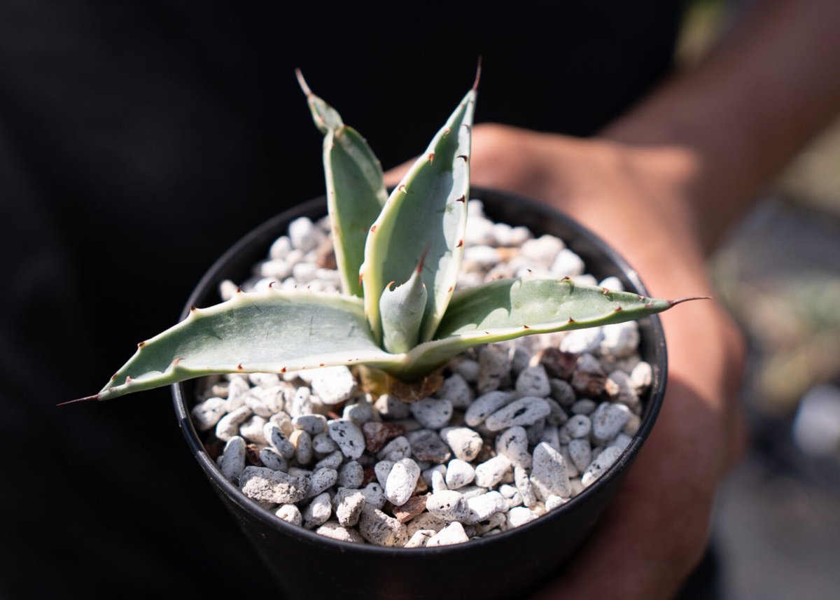 Agave parrasana 'Impressionist' カキコ | mana's fa