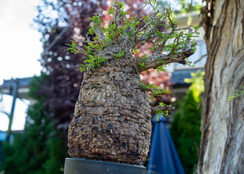 オペルクリカリア パキプス Operculicarya pachypus No.2 | man