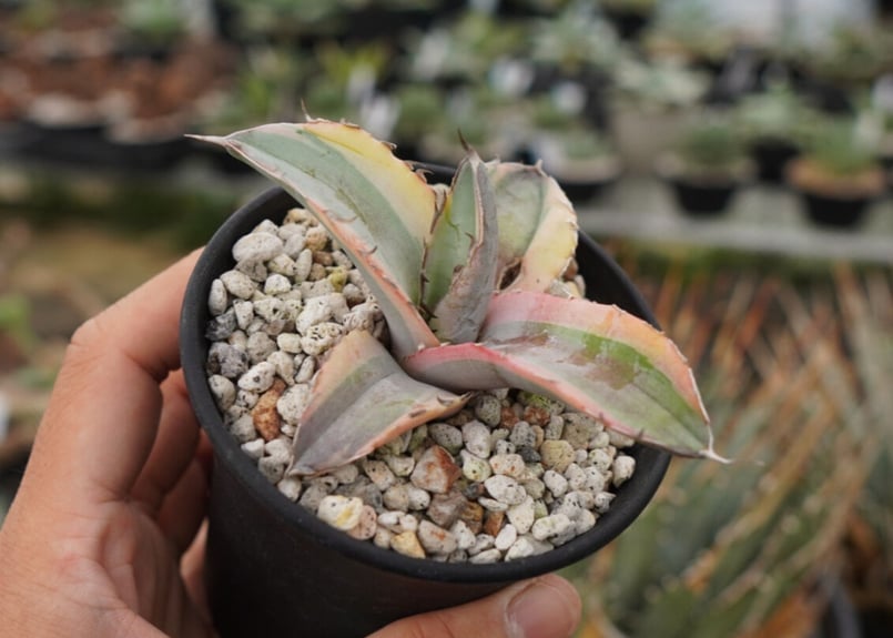 アガベ チタノタ ホワイトアイス錦 | mana's farm:塊根植物・アガベ