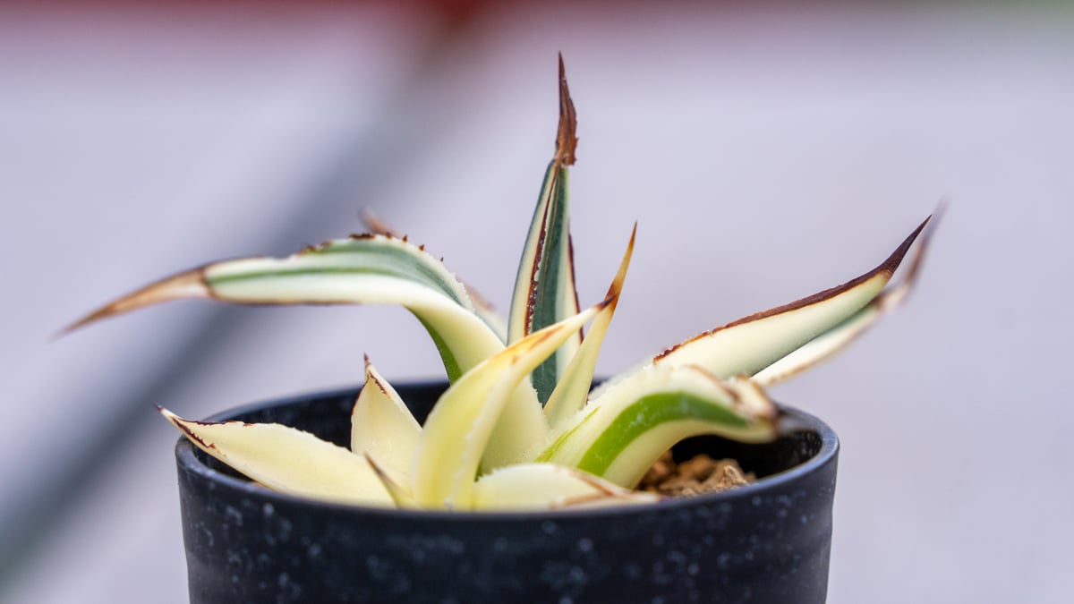 アガベ サングロー | mana's farm:塊根植物・アガベ・ドライガーデン