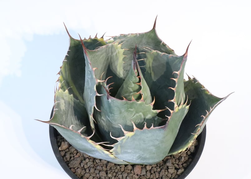 アガベ パラサナ ファイヤーボール | mana's farm:塊根植物・アガベ