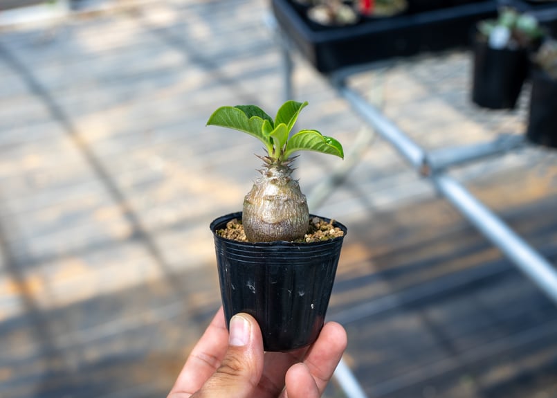 パキポディウム ウィンゾリー 沖縄実生 | mana's farm:塊根植物